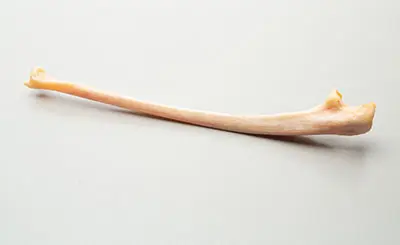 Ulna