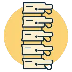 Spine