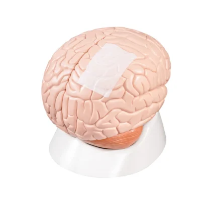 NeoDura absorbable dural repair patch, view 4