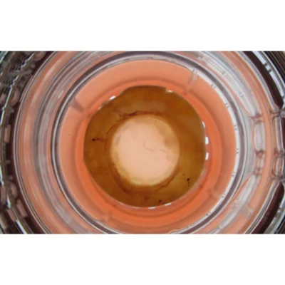 Chorion Allograft